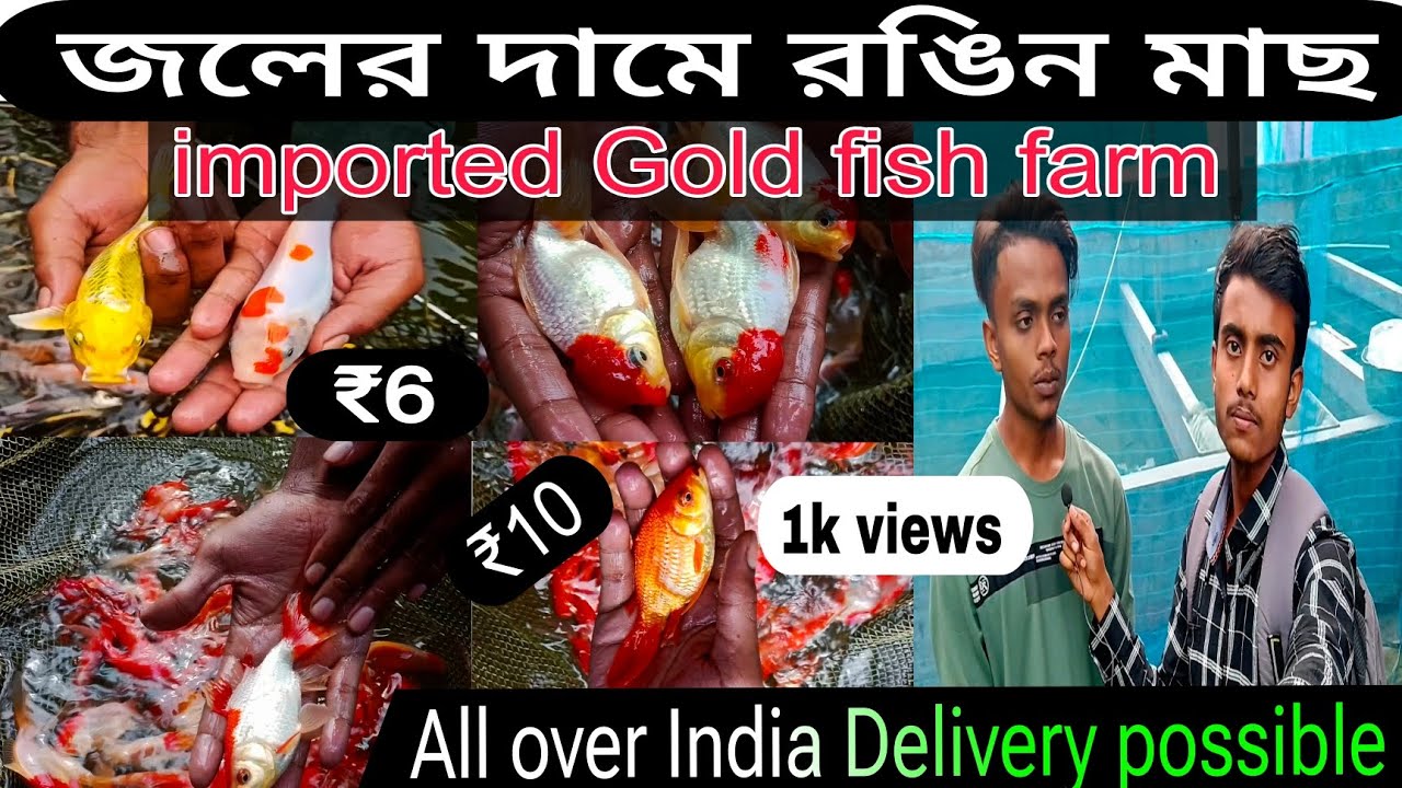 পাইকারী দামে imported gold fish কিনুন । 