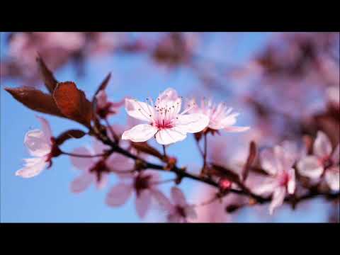 オルゴールアレンジ「サクラサク/北乃きい」
