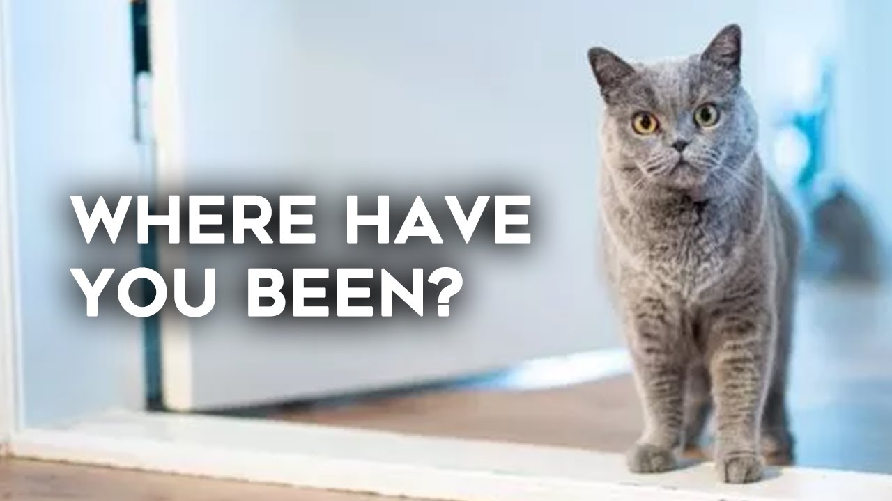 Leaving Your Cat Home Alone Everything You Need To Know YouTube leaving-your-cat-home-alone-everything-you-need-to-know-youtube