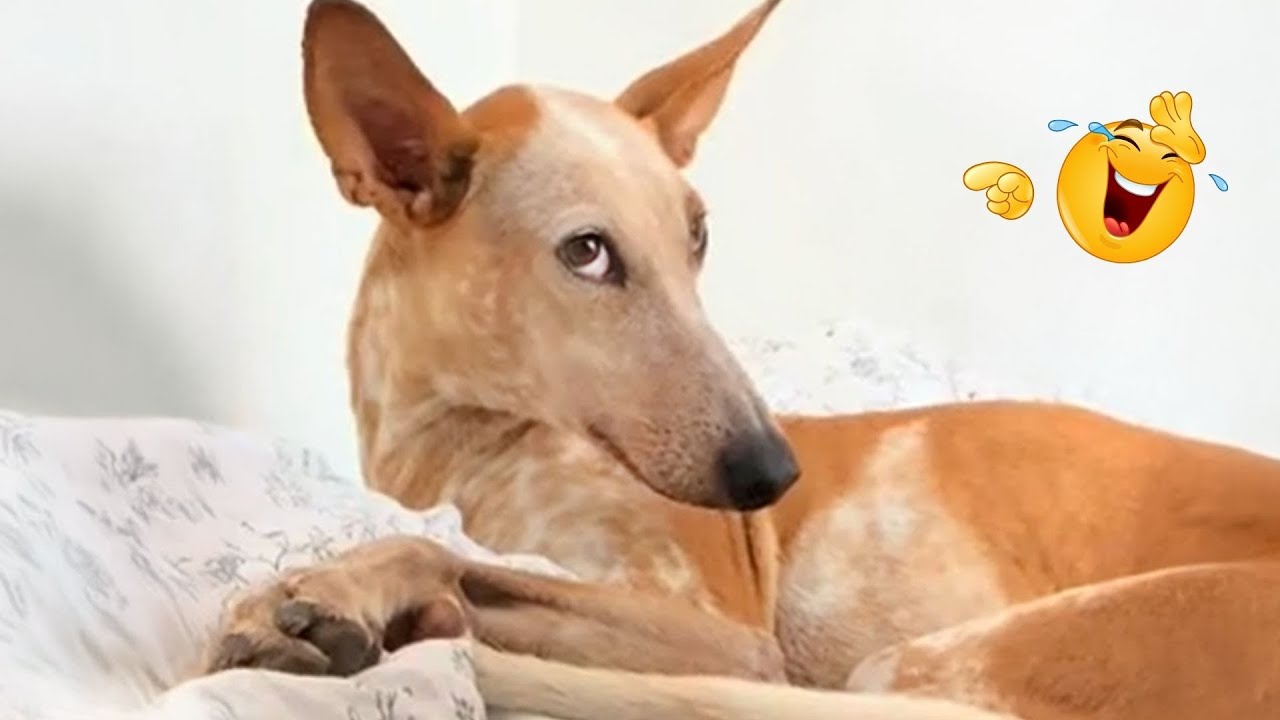 New FUNNY DOGS That Will Make You Laugh To Tears 😂🐕 Best Funny Dog Compilation 2026