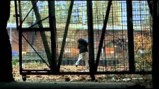 King.of.Thieves.2004-trailer.avi