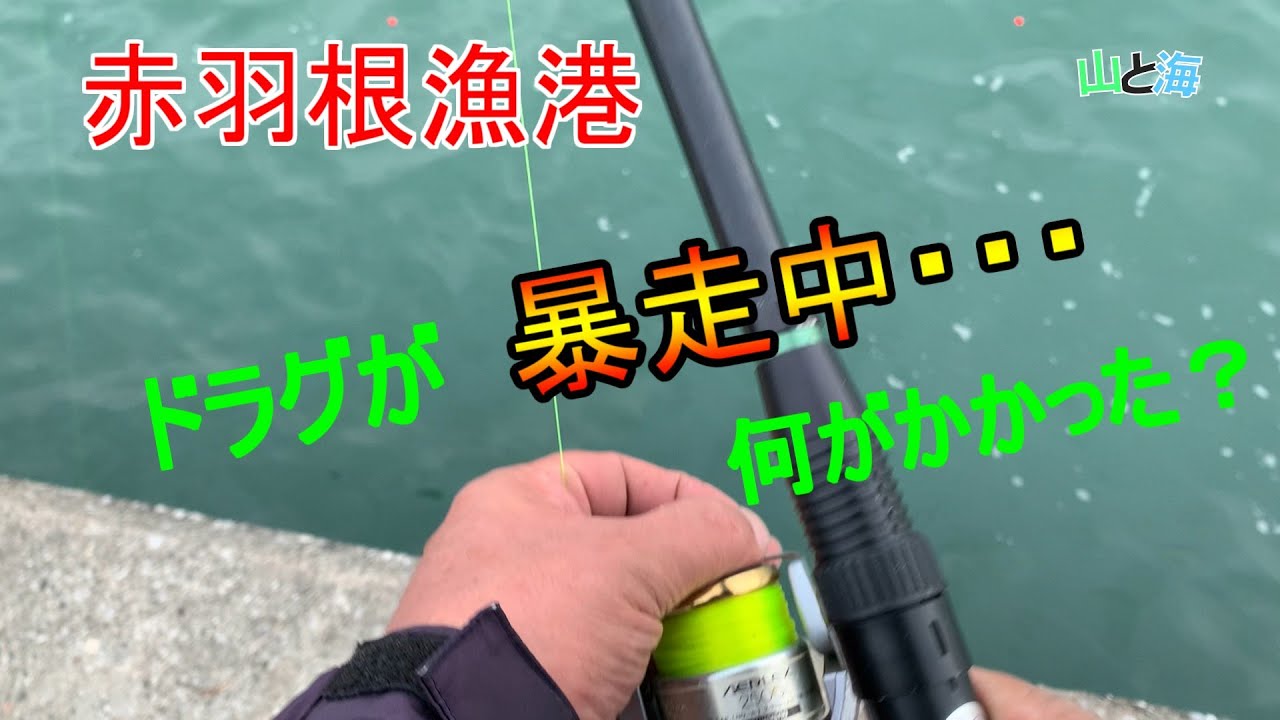 『赤羽根漁港』ドラグが暴走中！何がかかった？10月中旬、愛知県釣り