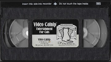Video Catnip - Entertainment for Cats
