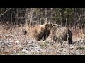 Gorgeous Grizzly Sow and Triplets in the Canadian Rockies