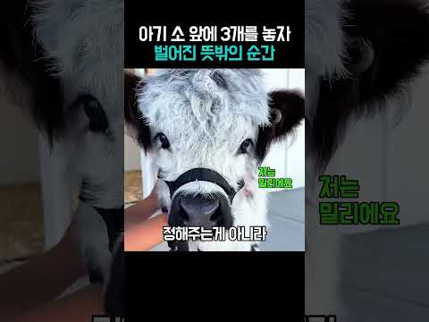 세상에 나온 지 하루 만에 마주한 특별한 결정 #직장인공감 thumbnail