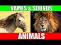 Animal names and sounds for kids compilation  learn animal names for children  toddlers