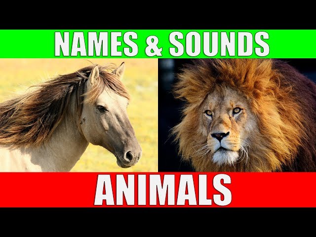 ANIMAL NAMES AND SOUNDS for Kids Video Compilation - Learn Animal Names for Children & Toddlers class=