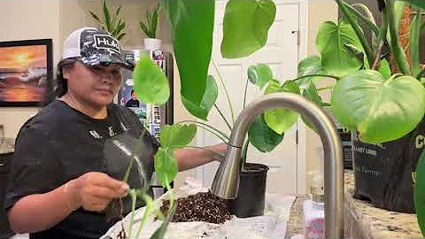 How to Repot your Indoor Plant to Keep it Alive 🪴