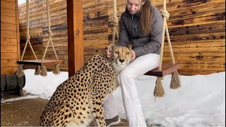 The harsh reality of keeping a cheetah!