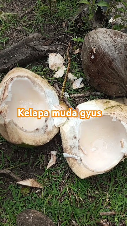 siang kelapa muda #kelapa #music #shortsfeed #fypシ゚viral #shortsvideo