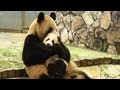 Panda mama bring her baby パンダ 優浜 と 良浜 アドベンチャーワールド