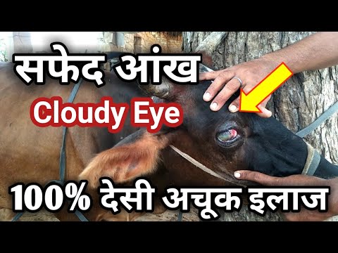 वीडियो: उच्च वसा वाले दूध में वसा के स्तर को कैसे कम करें: 12 कदम