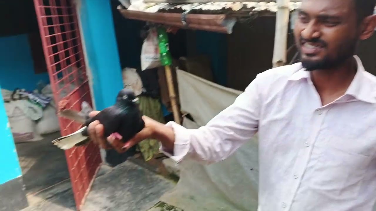 Onek baji kobutor ache vayer basay,rajshahi Tanore Upazila basa vayer