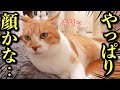 この猫…なぜか人も猫も引き寄せる