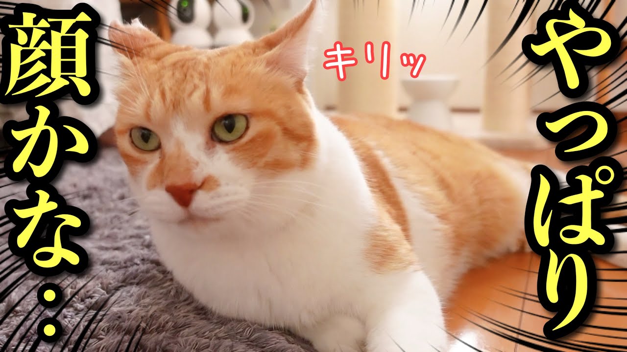 この猫…なぜか人も猫も引き寄せる