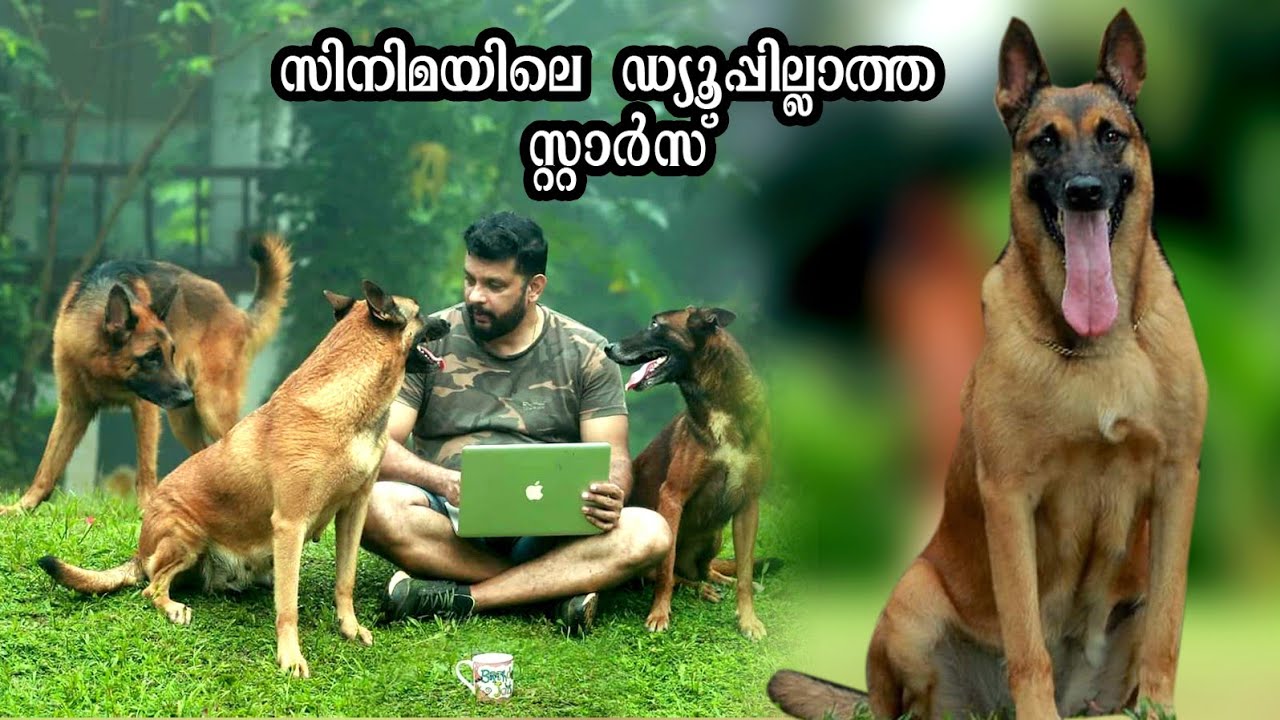 Belgian Malinois dog 🐕ബിൻലാദനെ പിടിക്കാൻ ഉപയോഗിച്ചത് ഇവനെ malayalam movies | Saajan Saji Cyriac