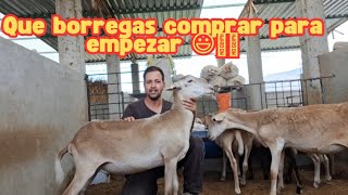 Borregos ¿Que tipo animal me conviene mas  para empezar en este negocio  ?