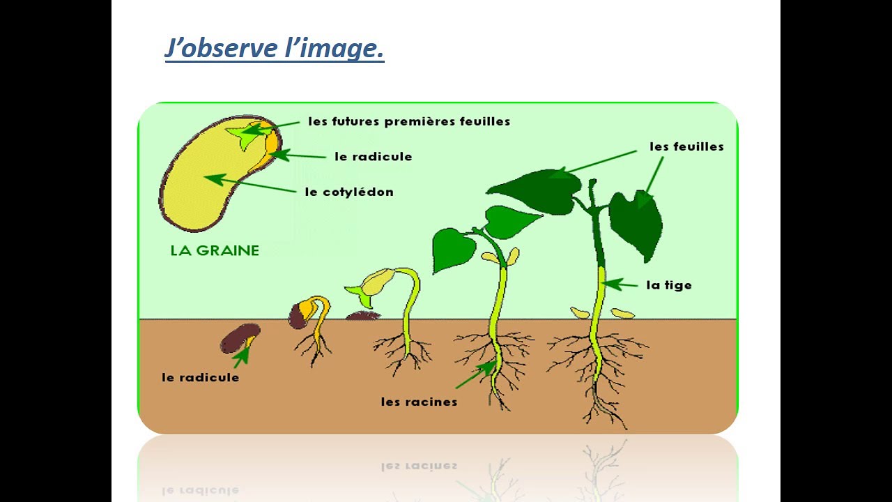 La vie des plantes Sciences et technologies 2AP YouTube