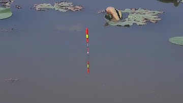 Câu Đài Ao Sen , Đụng Cá Chép Cá Rô Phi Bự Kéo Nhip Phao Thấy N.G.H.I.Ề.N Thiệt