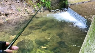 Fishing pond?? After catching a series of trout, a 100cm fish appeared...