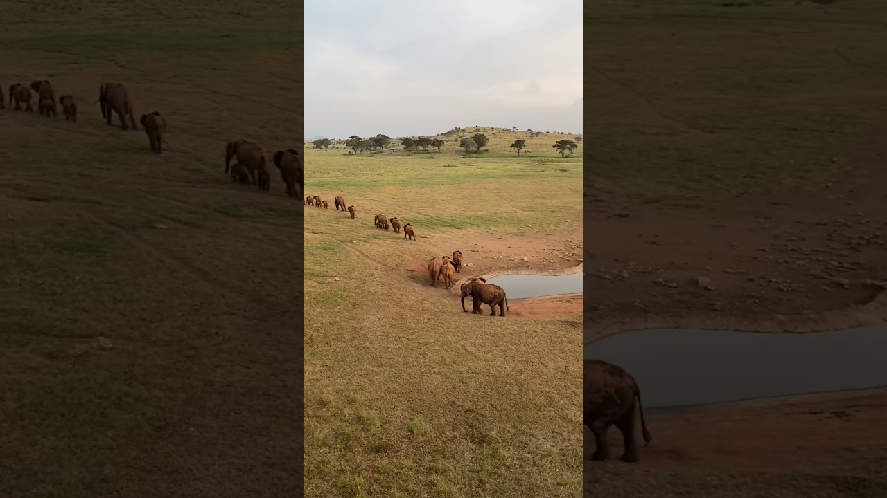 African Elephants