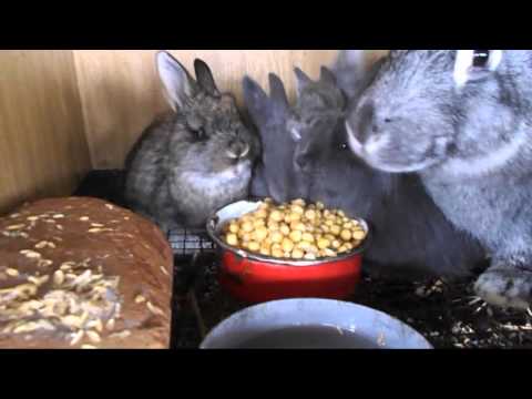Чем можно зимой в домашних условиях кормить кроликов