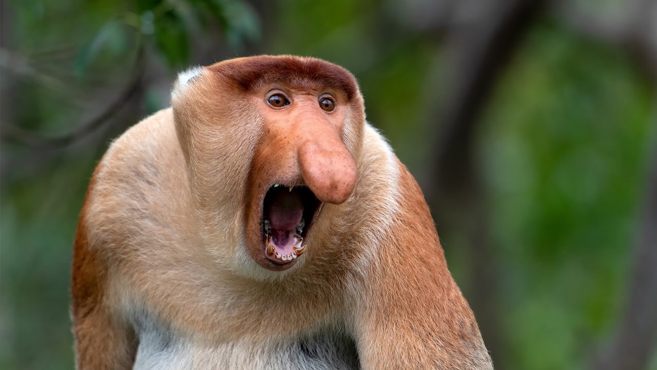 The Hidden World of Borneo’s Mangrove Forests