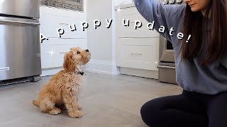 A PUPPY UPDATE | OUR 12-WEEK OLD CAVAPOO!