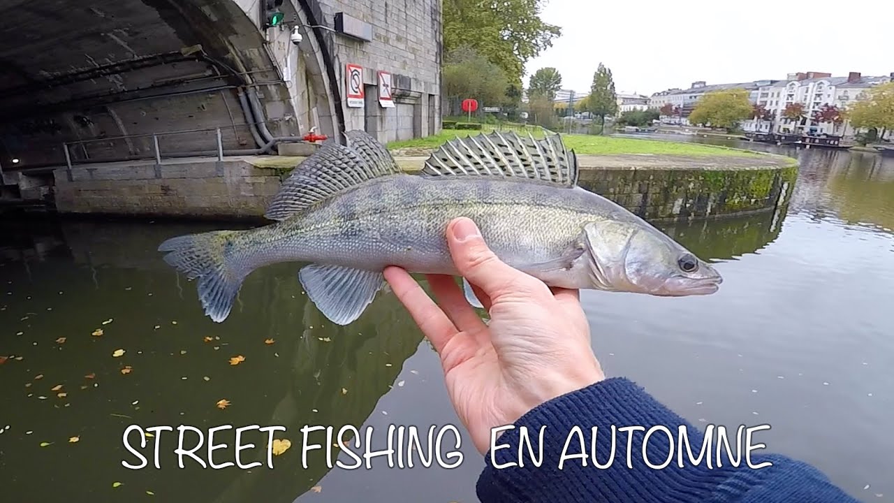 STREET FISHING :  SANDRES ET PERCHES EN DROPSHOT