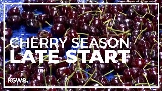 Cherry season starting later this year, but Northwest farmers are optimistic Details
