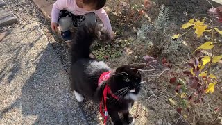 新しくなった庭を娘と一緒に散策する猫　ラガマフィン　A cat strolling in a new garden