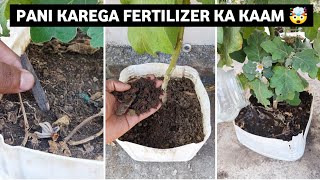3 Works 10X My Plants Growth without using Fertilizer - Watering tips 🌱🤯