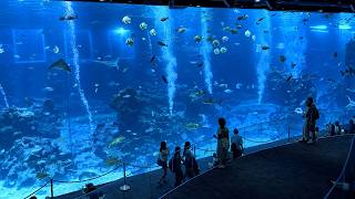 Singapore Oceanarium Reborn 🐠 Southeast Asia's Largest Aquarium — Full Walking Tour | 45M Liters screenshot 2