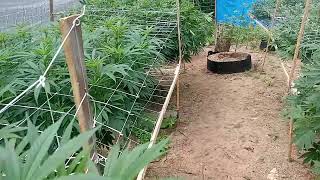 Growing outdoor part 12. Adding the final support