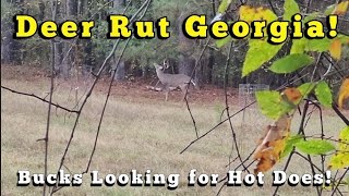 Hunting the Deer Rut! (Bucks looking for HOT does)