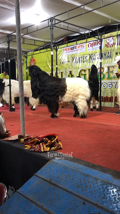 ETAWA 1 MILYAR GARENG #shorts#kambing#kambingkontes