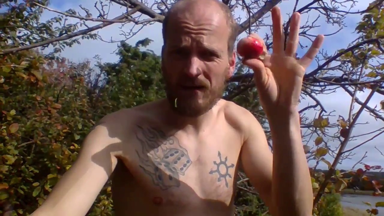 The silent revolution - Forest apple/Wild apples, Vildapel/Vilda äpplen, Malus sylvestris etc