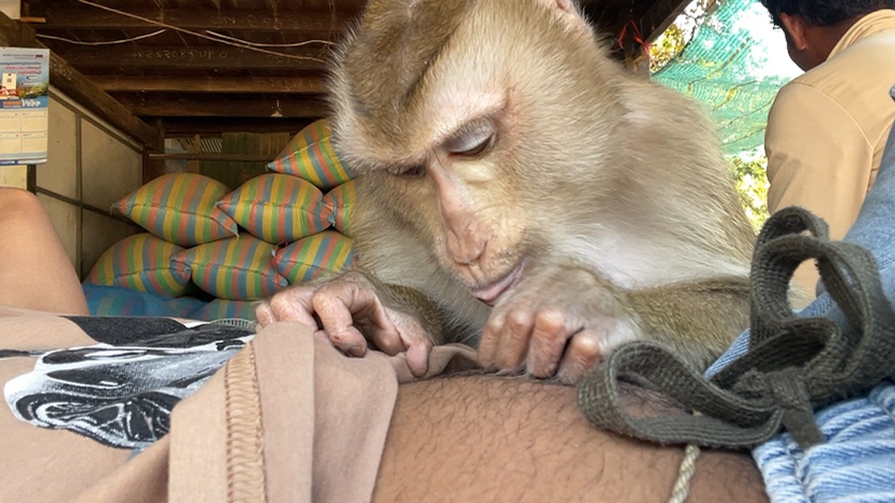 Wow Feeling Good While Zueii Monkey Grooming & Massage My Belly