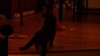 Buddy playing fetch - 20150106 4