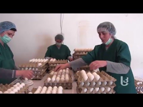 მეფრინველეობის ფაბრიკა კლდეში