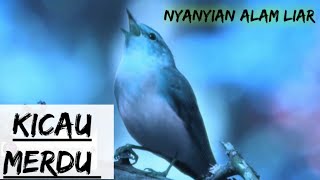 Kicau Burung wood warbler Cikrak Kutub Cikrak Daun-Kicau Burung