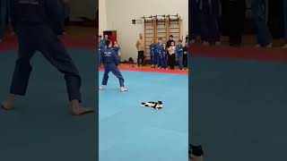 Cat Lays Unfazed On Mat During Martial Arts Competition