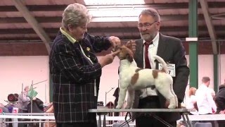 Jack Russell Terrier - Open Dog Cl - National Terrier 2016