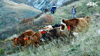 Migration from Kaçkar Mountains with Horses and Cows | Documentary