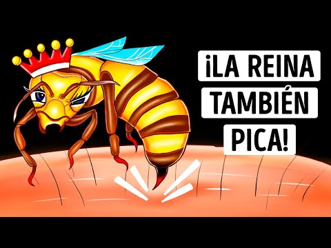 Video: Las abejas están en peligro, y ella es el único perro que puede ayudar