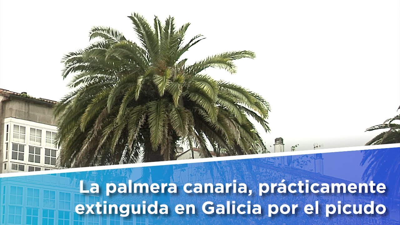 La palmera canaria, prácticamente extinguida en Galicia por el picudo
