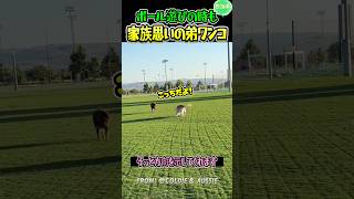 目に見える思いやりのワンコ