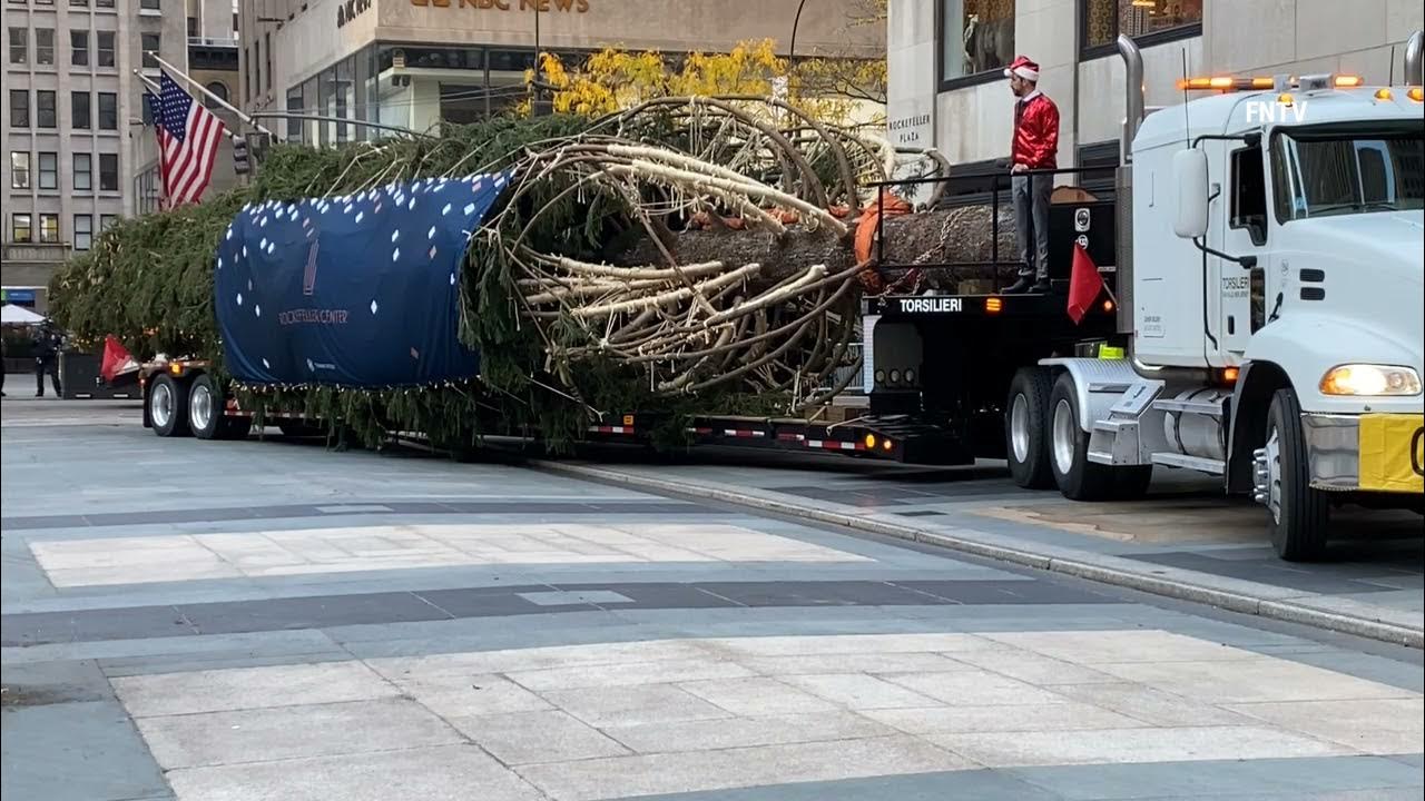 Rockafeller Christmas Tree Preparation for Decorations YouTube