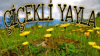 ÇİÇEKLİ YAYLA  Ⓡ  Rize