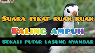 Suara Pikat Ruak Ruak  Paling Ampuhburung ruakruakjantan 